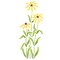 Black-Eyed Susans Flower Wall Stencil | 757 by Designer Stencils | Reusable